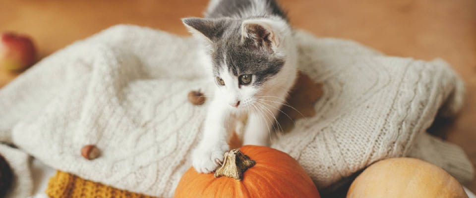 White and gray cat pawing a pumpkin