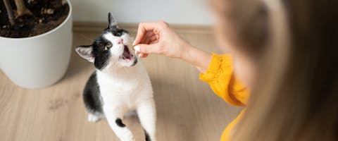 A cat opening its mouth wide as its owner feeds it a treat