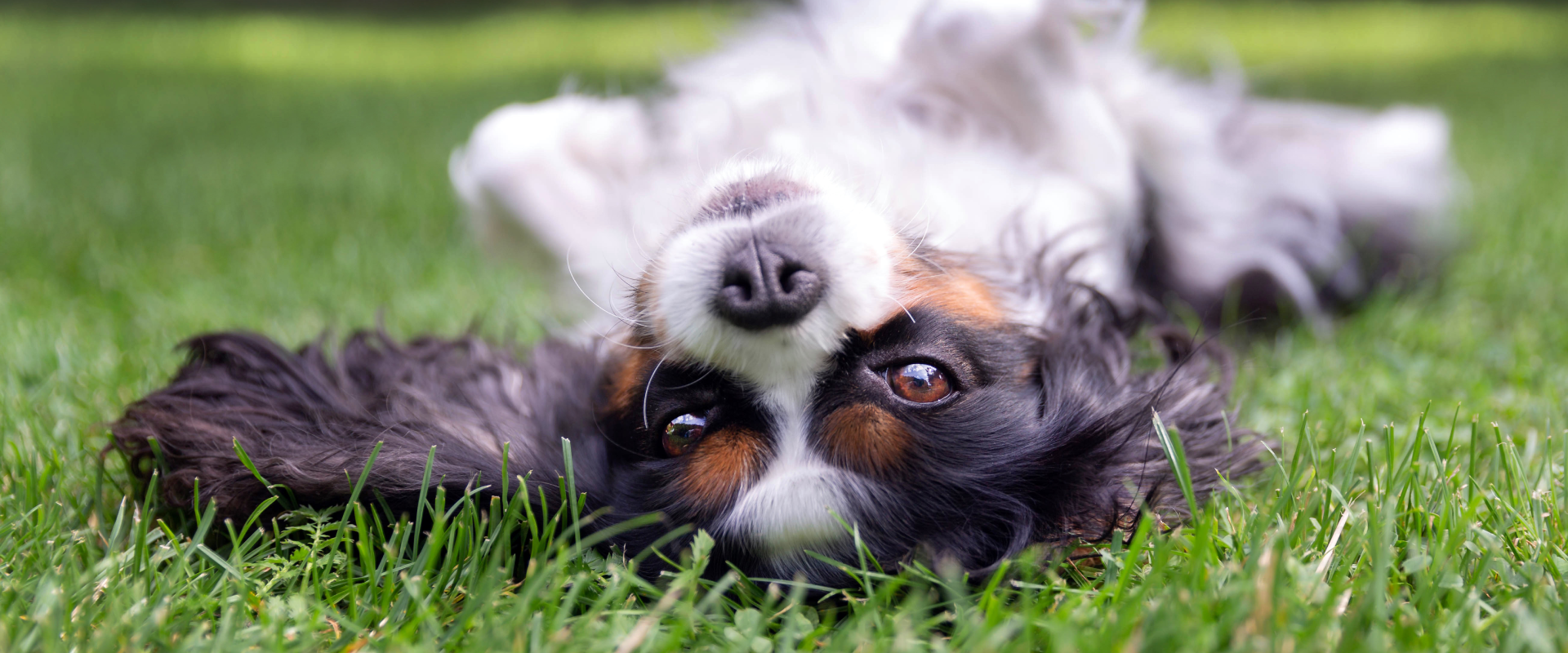A dog lying on its back.