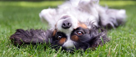 A dog lying on its back.