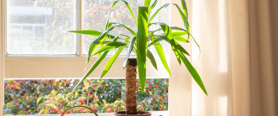 Are Yucca Plants Poisonous To Dogs TrustedHousesitters are-yucca-plants-poisonous-to-dogs-trustedhousesitters