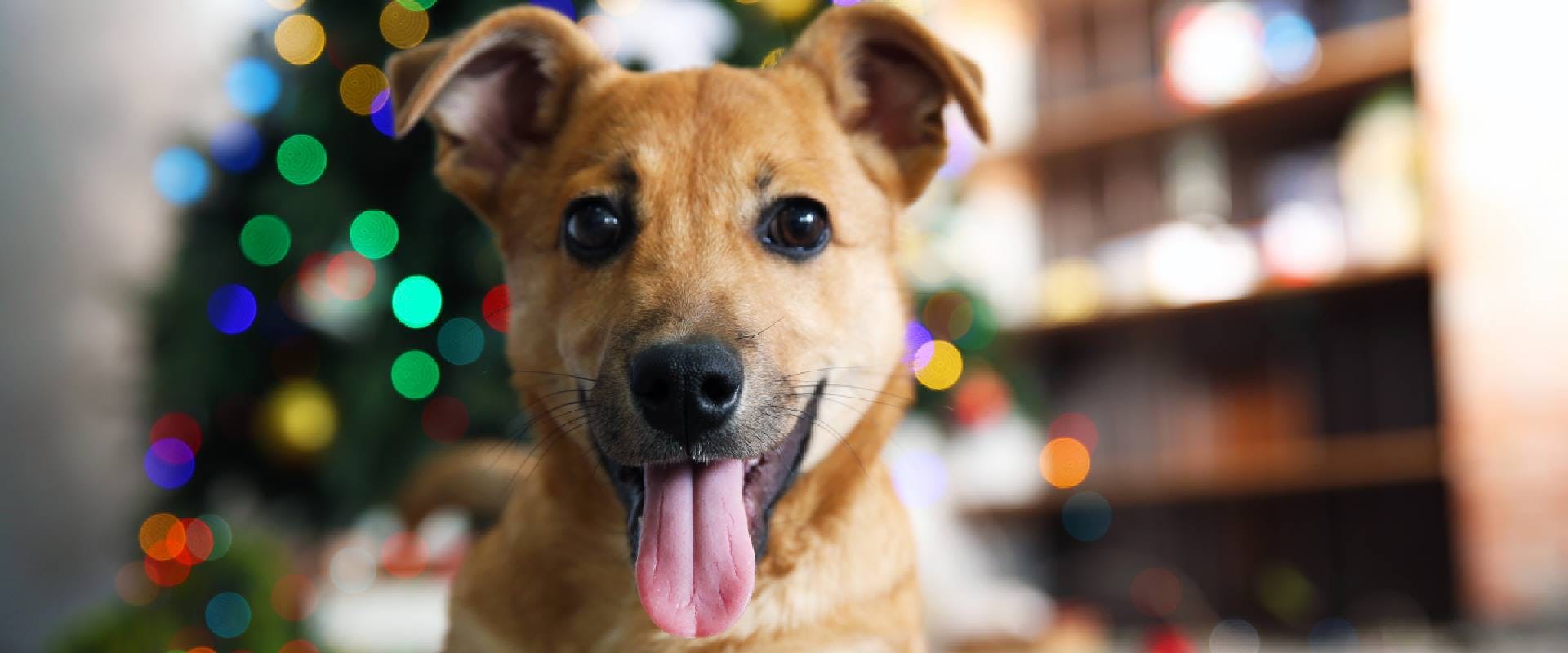 Close-up of a brown dog laying in front of a Christmas tree