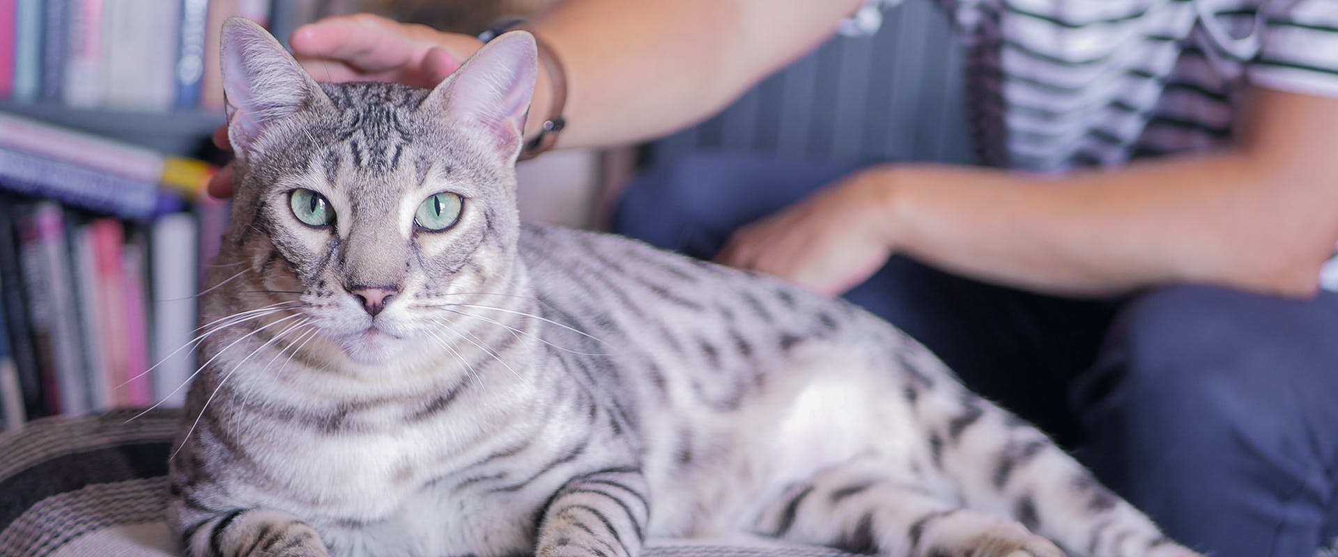 A silver tabby cat, a person stroking it in the background