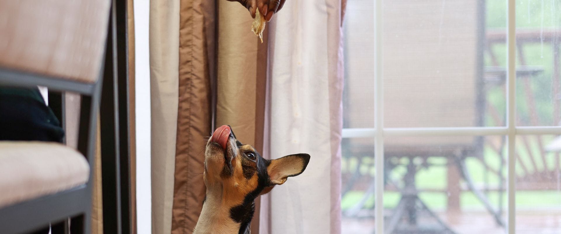 Small dog eating chicken from the table