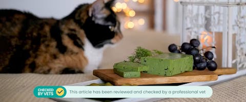 A cat sitting on a bed next to a cheese board with olives