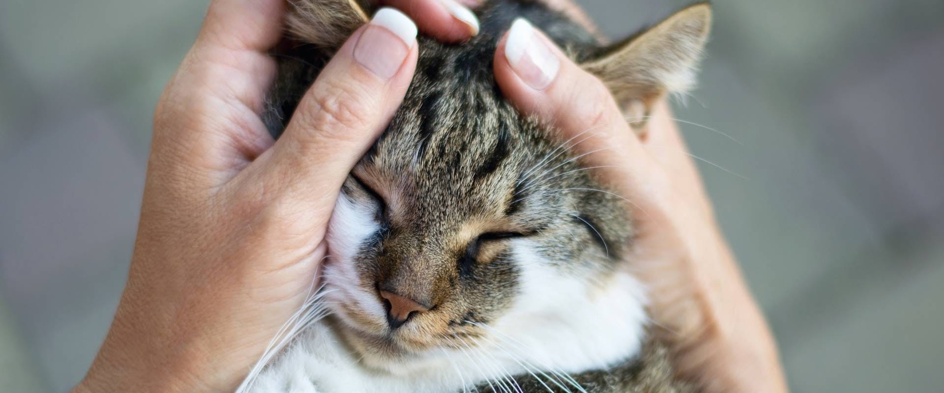 An older cat being cared for.