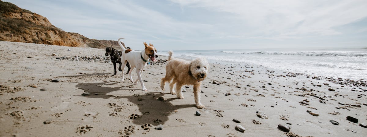 Three dogs running across a sandy beach