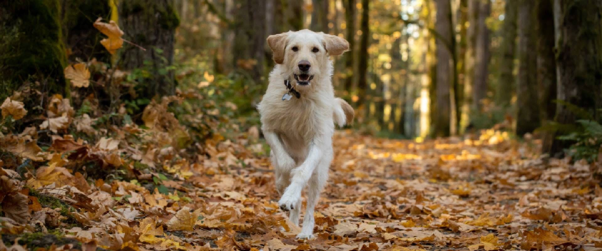 Yellow Labrador dog running in the forest