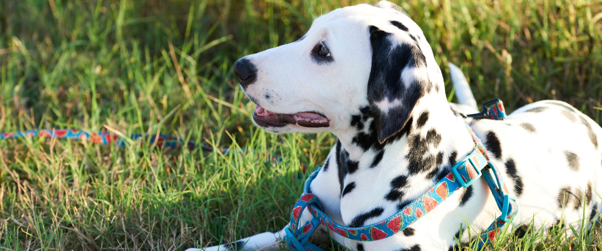 a Dalmatian puppy lying on a grass lawn with a colorful harness whilst receiving deaf dog training