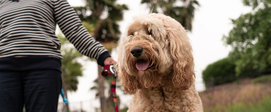 Local dog sitters near clearance me