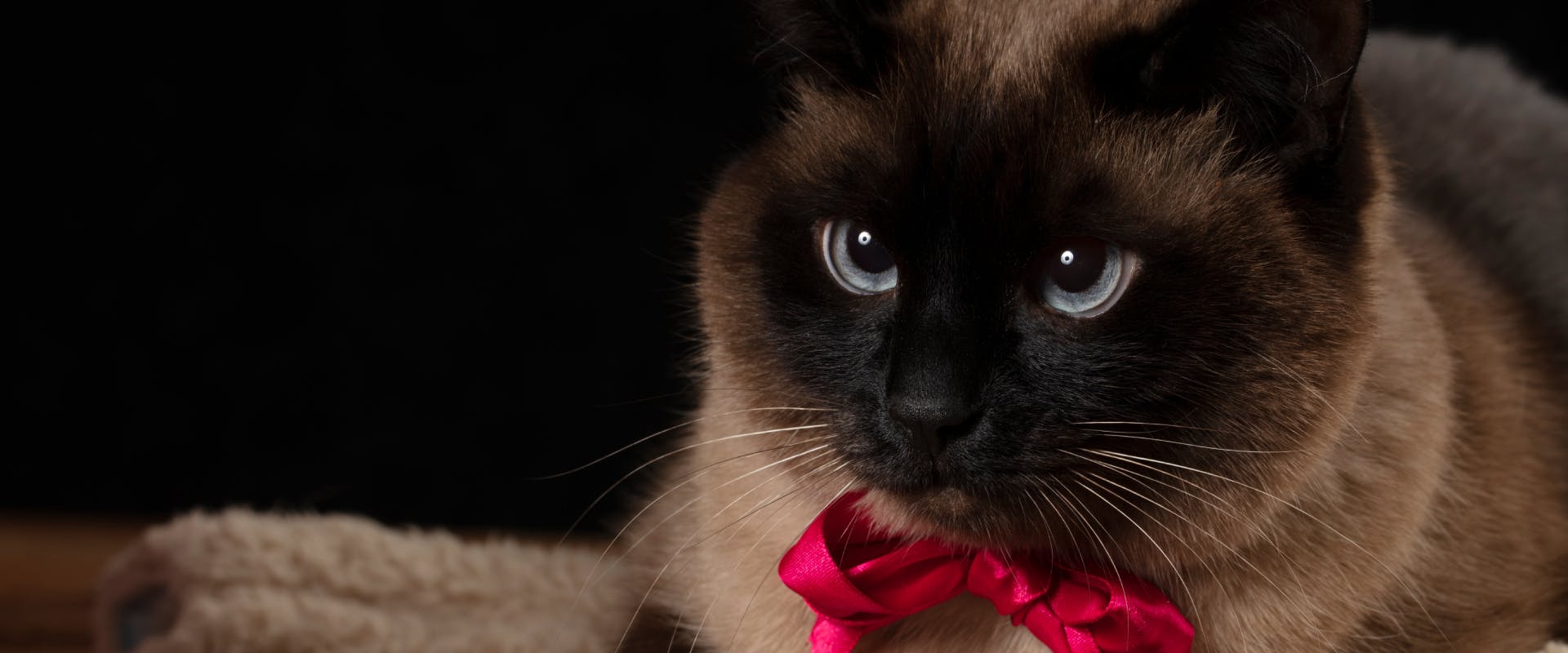 Siamese cat lying on a blanket with a red ribbon for a collar