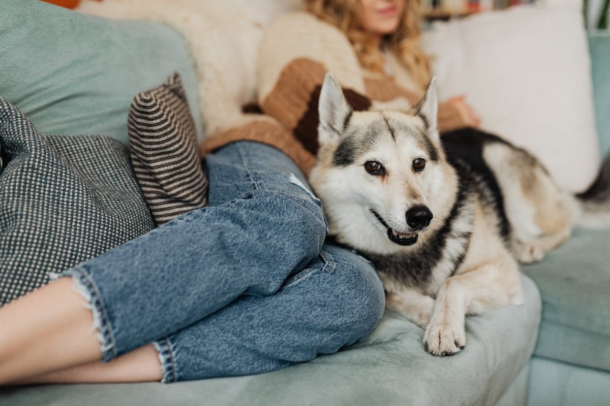 Person laying on the sofa with a dog