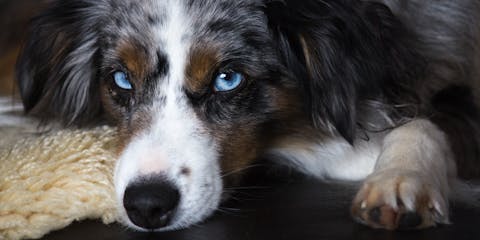 Blue eyed dog lying down on a rug