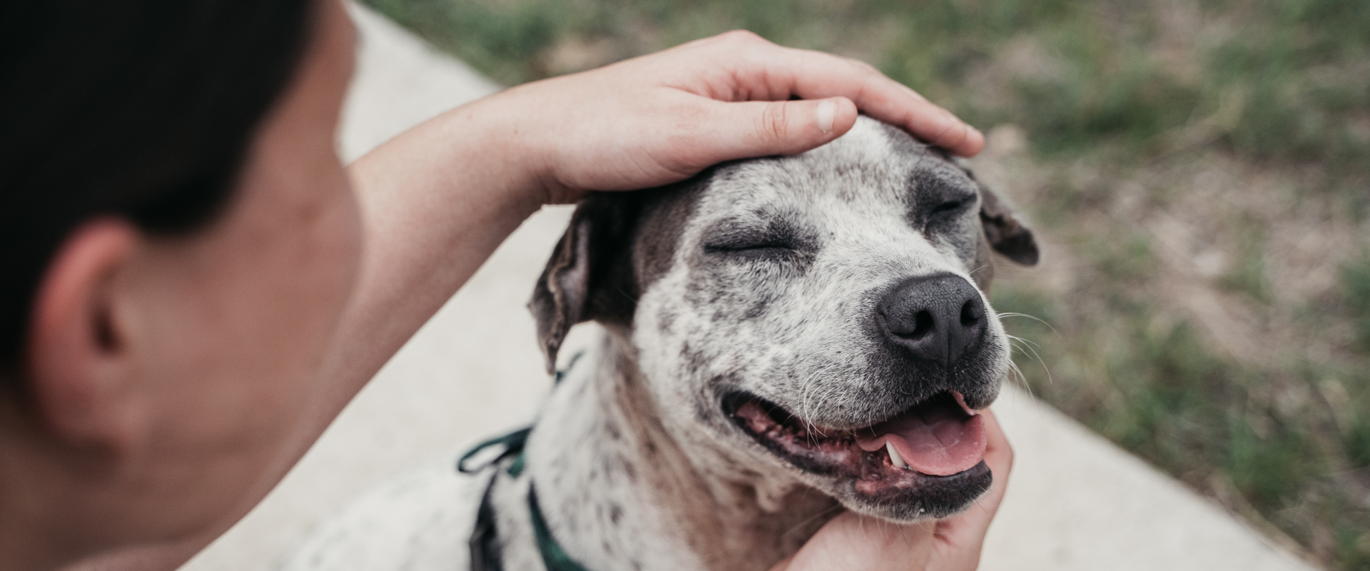 Someone petting a fostered dog.