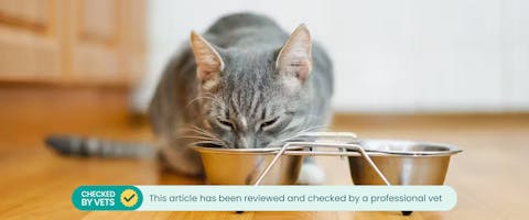 Cat eating from a metal bowl