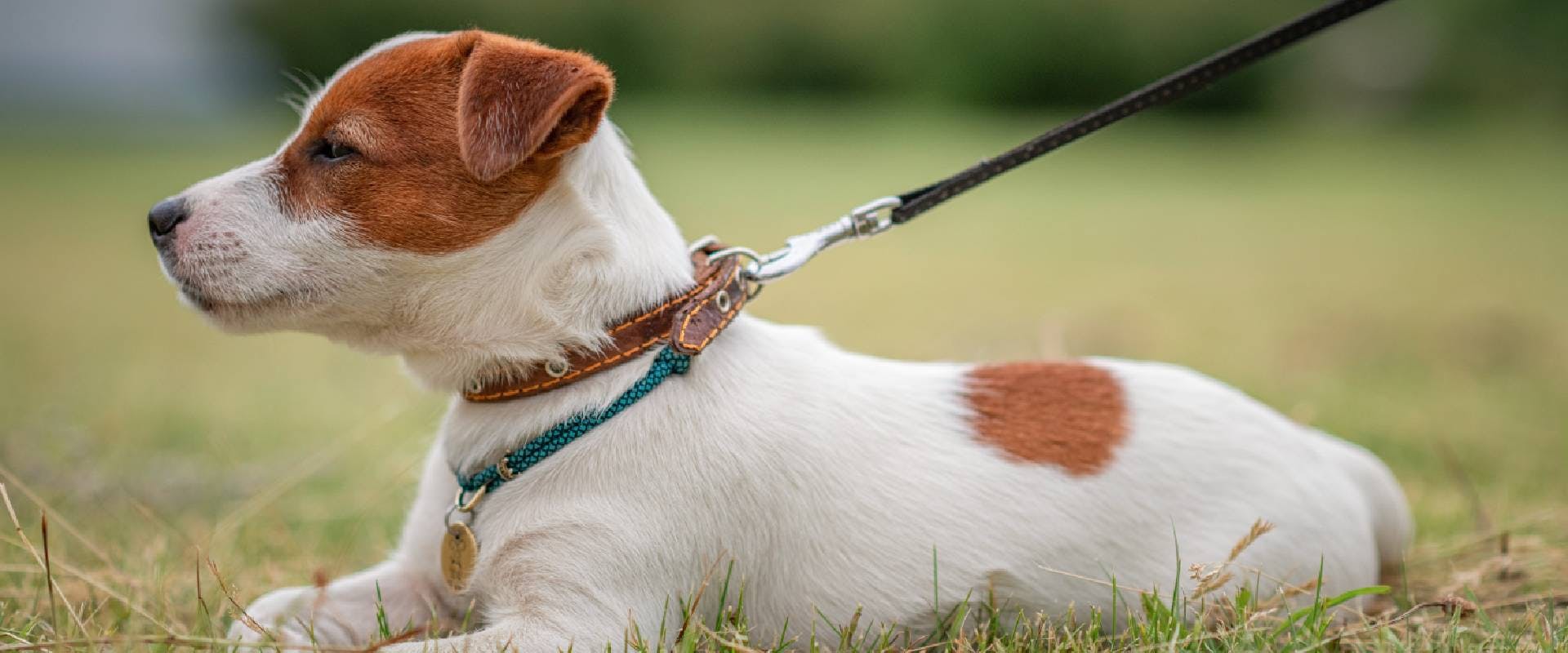 Jack Russell Terrier puppy on a leash