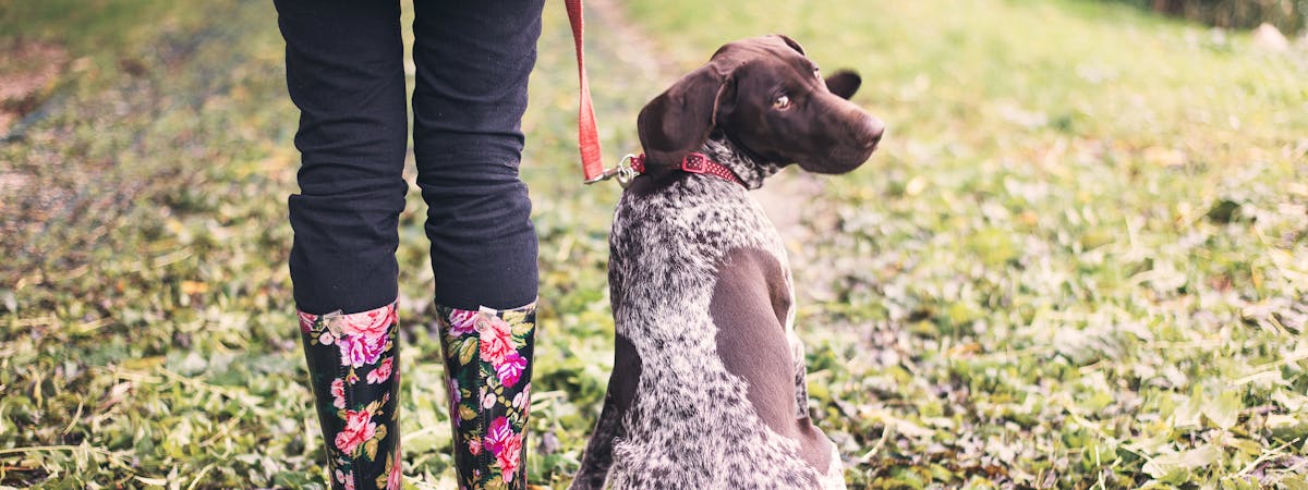 A dog looking back at the camera, on a leash held by a woman wearing a pair of Wellington boots