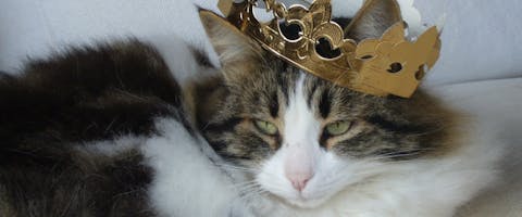 A cat wears a crown.