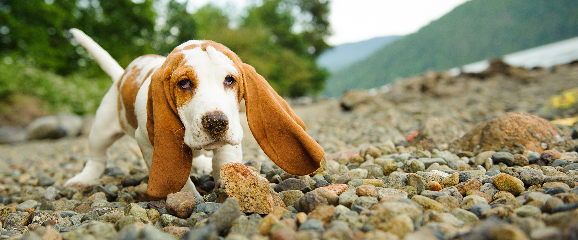 210+ Basset Hound Names (for Your Floppyeared Friend
