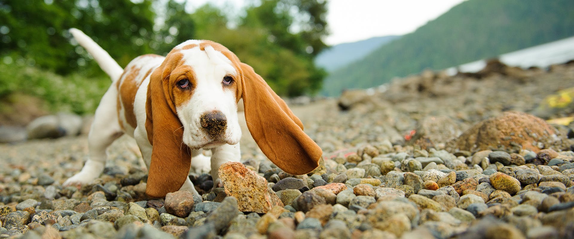 A cute Basset Hound puppy running on a stony path beside a lake