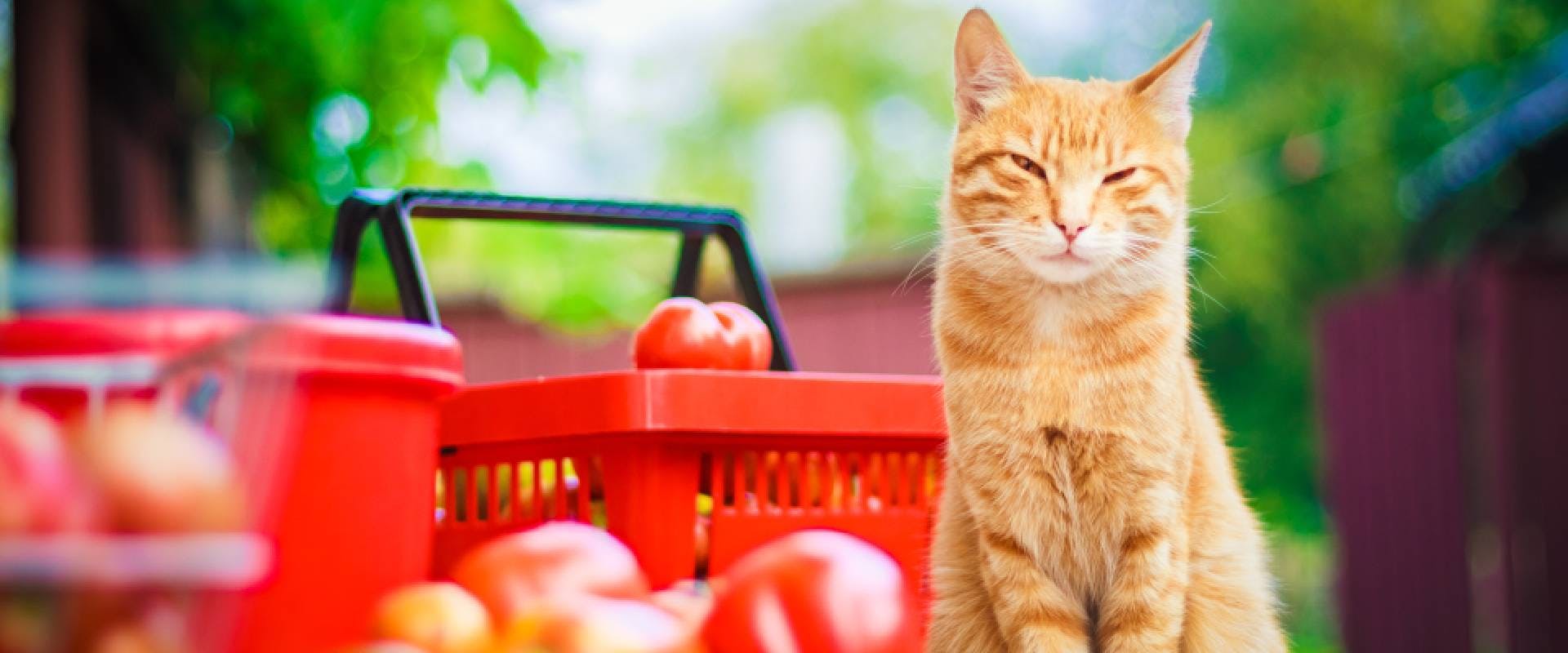 Cat sat next to a basket of tomatoes