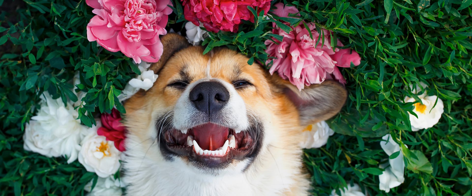 A dog laying in a field of flowers