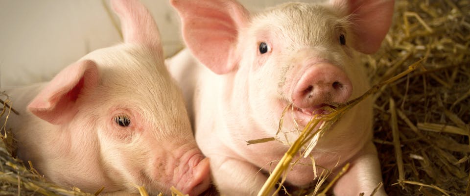 two piglets lying in a pile of straw in a farmyard