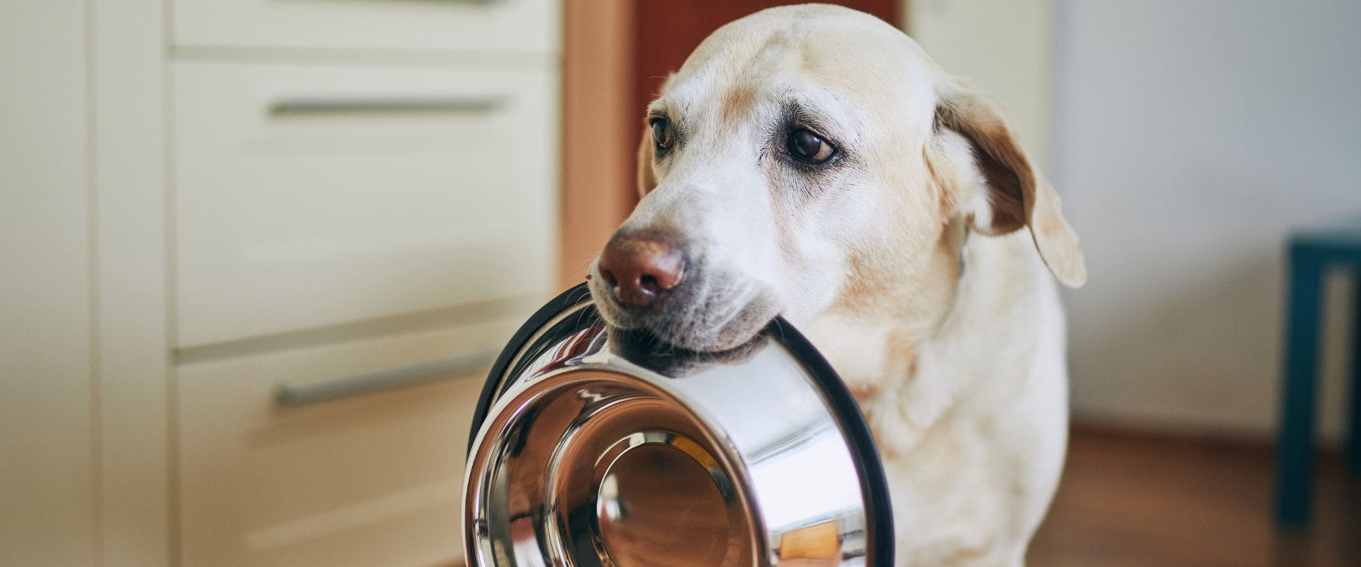 Labrador holding a metal bowl in their mouth