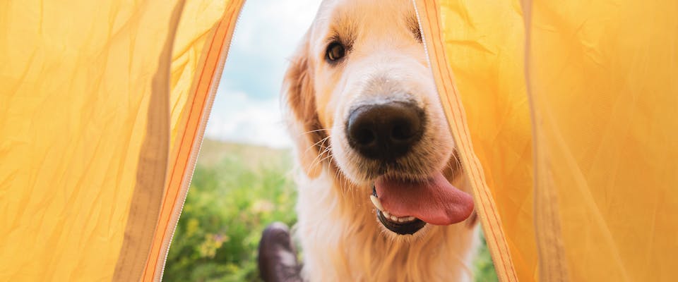 Dog in a summer setting looking into a tent