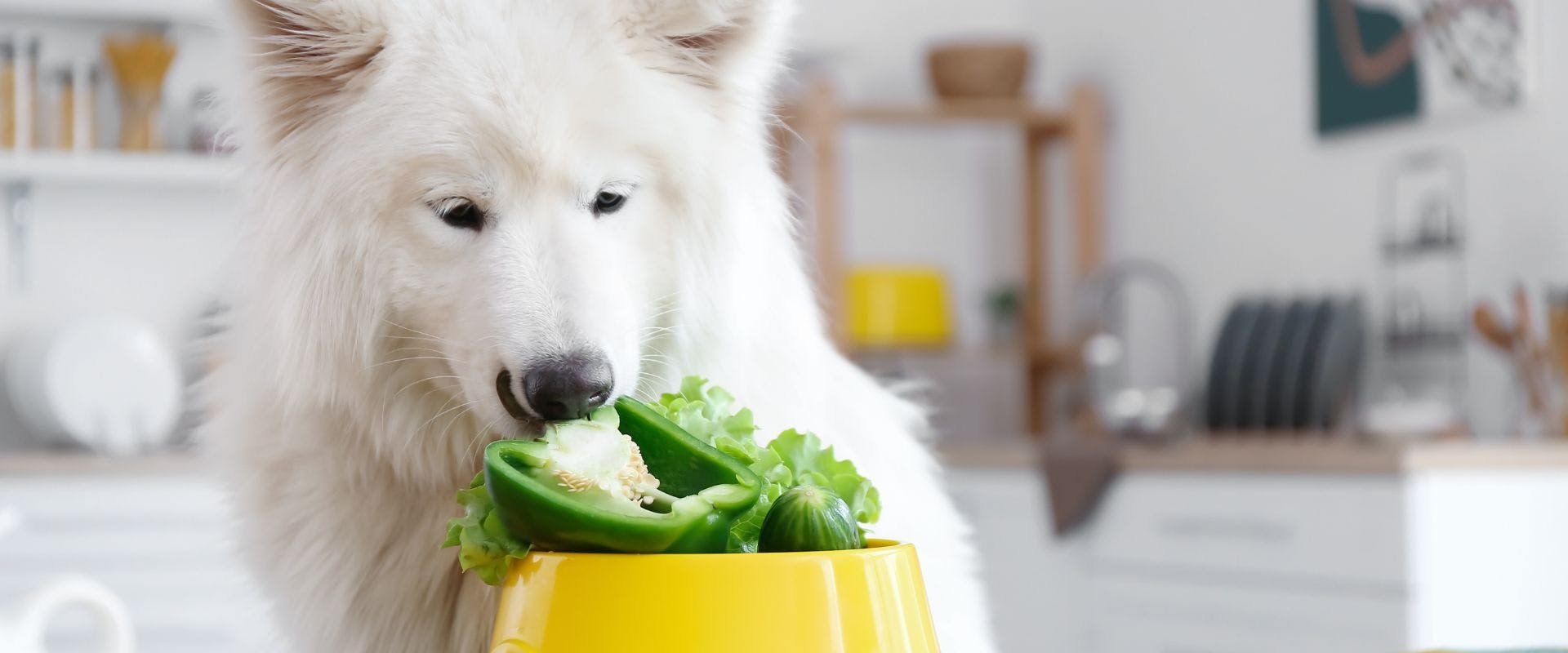 White fluffy dog sniffing salad