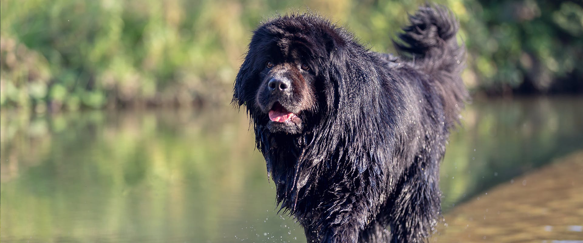 A wet Newfoundland dog walking by a body of water