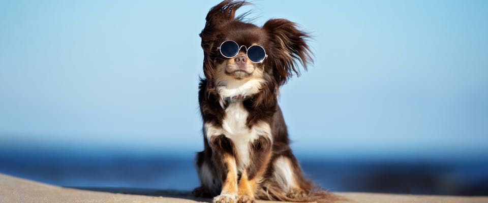 A cool dog hanging out on the beach, wearing a pair of sunglasses