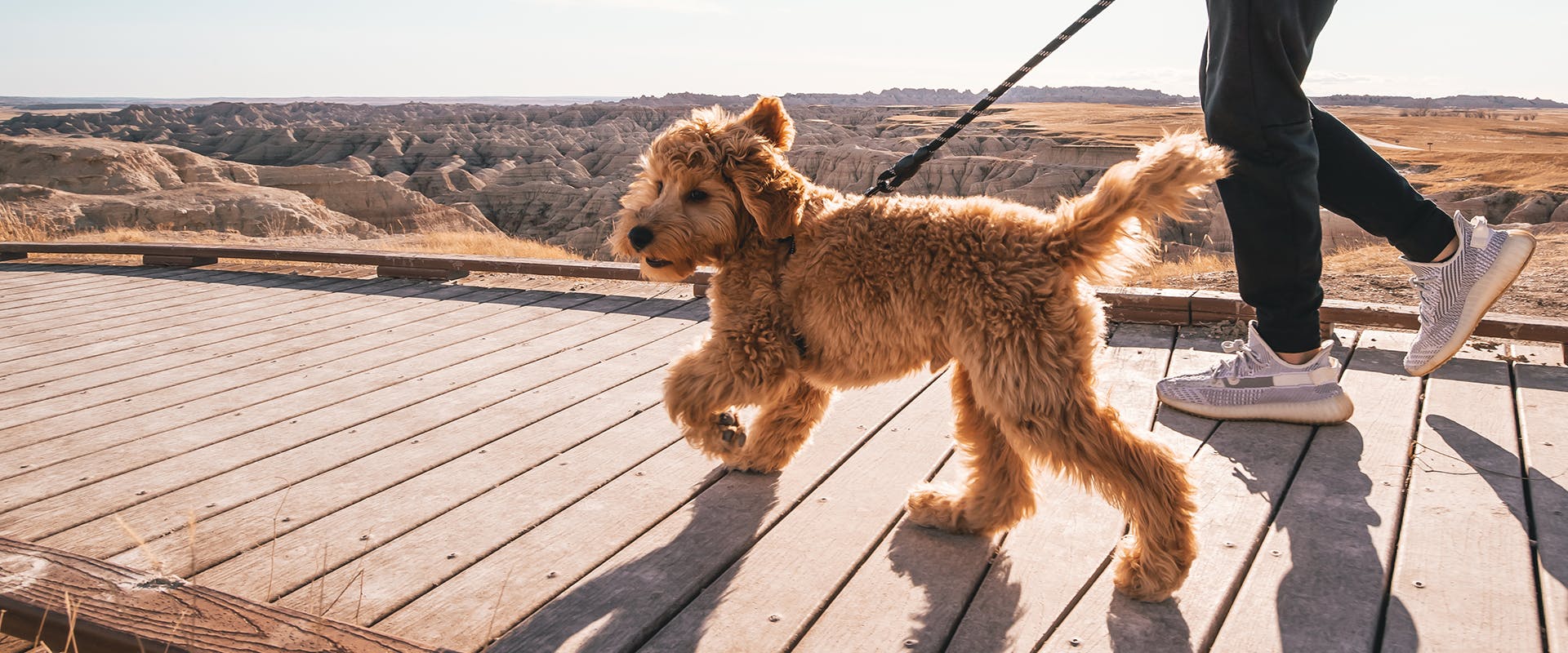 A person walking their Goldendoodle dog