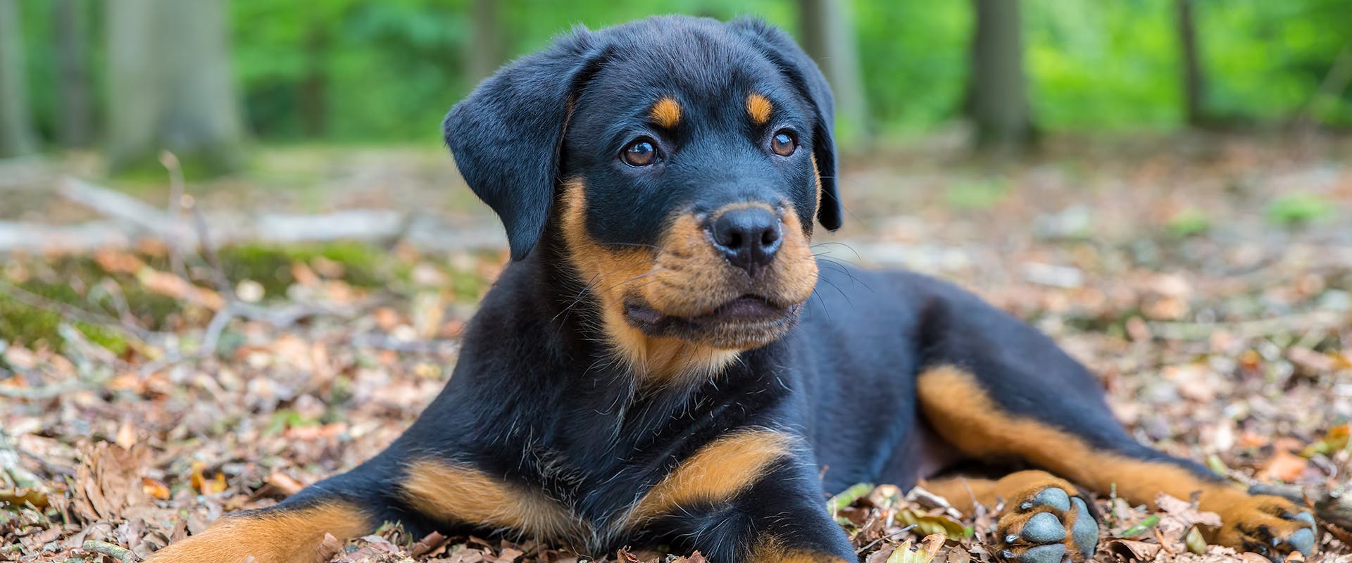 A Rottweiler puppy sitting in the middle of a forest