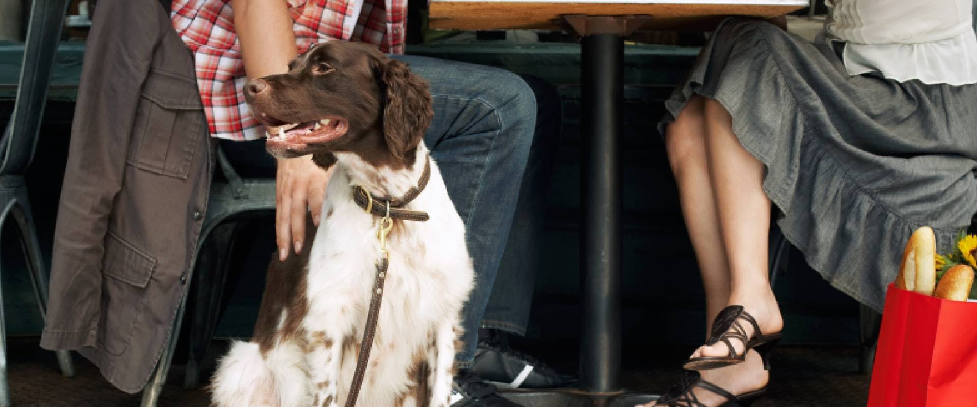 Low section of a couple sitting with dog at restaurant