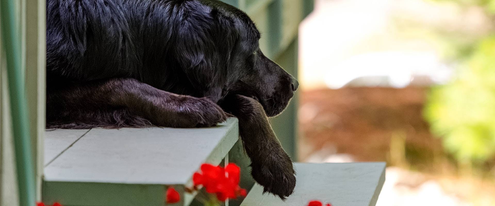 Black dog laying on a porch with geraniums