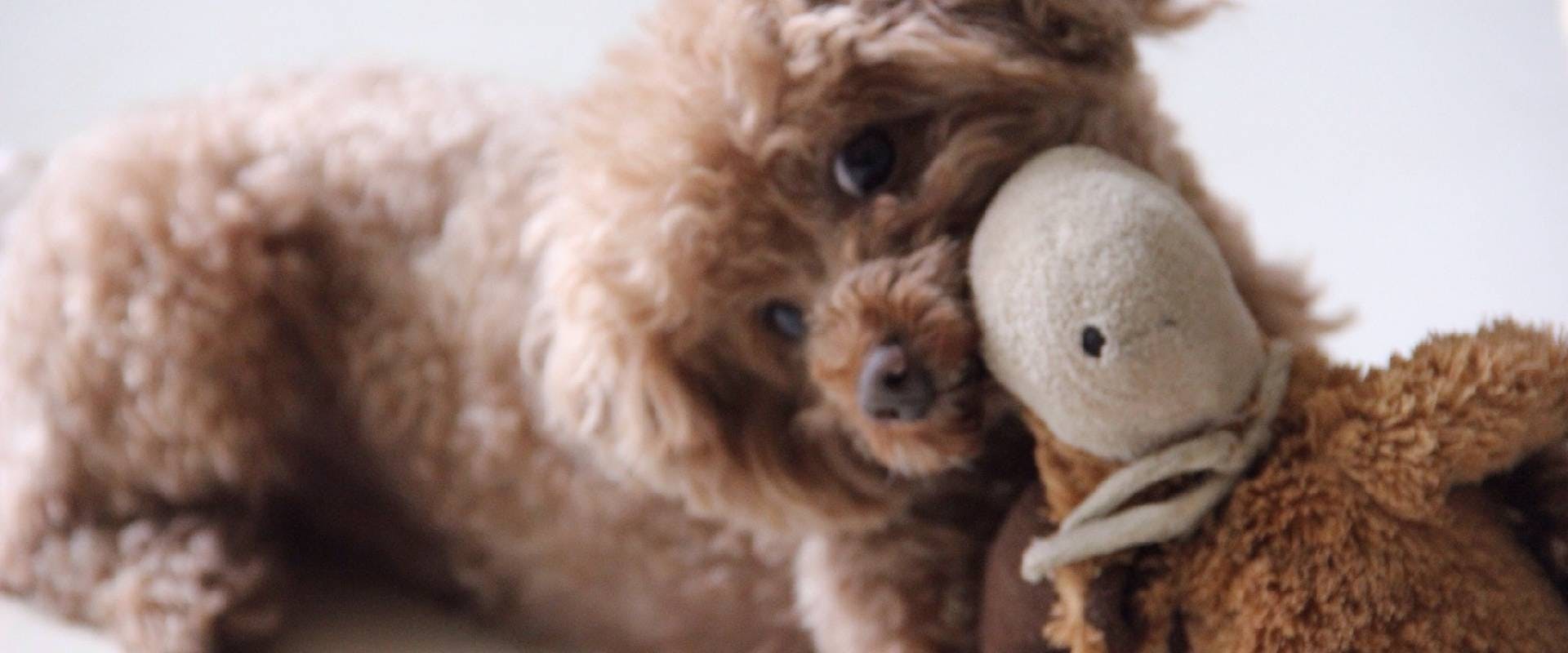 Cavapoo At Home Playing With Stuffed Toy In Mouth