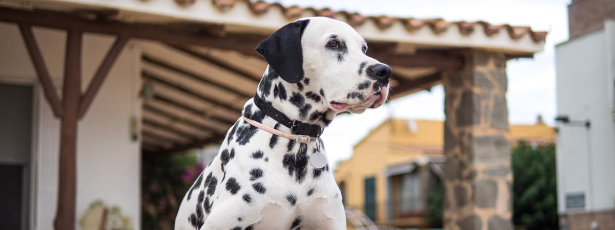 A Dalmatian