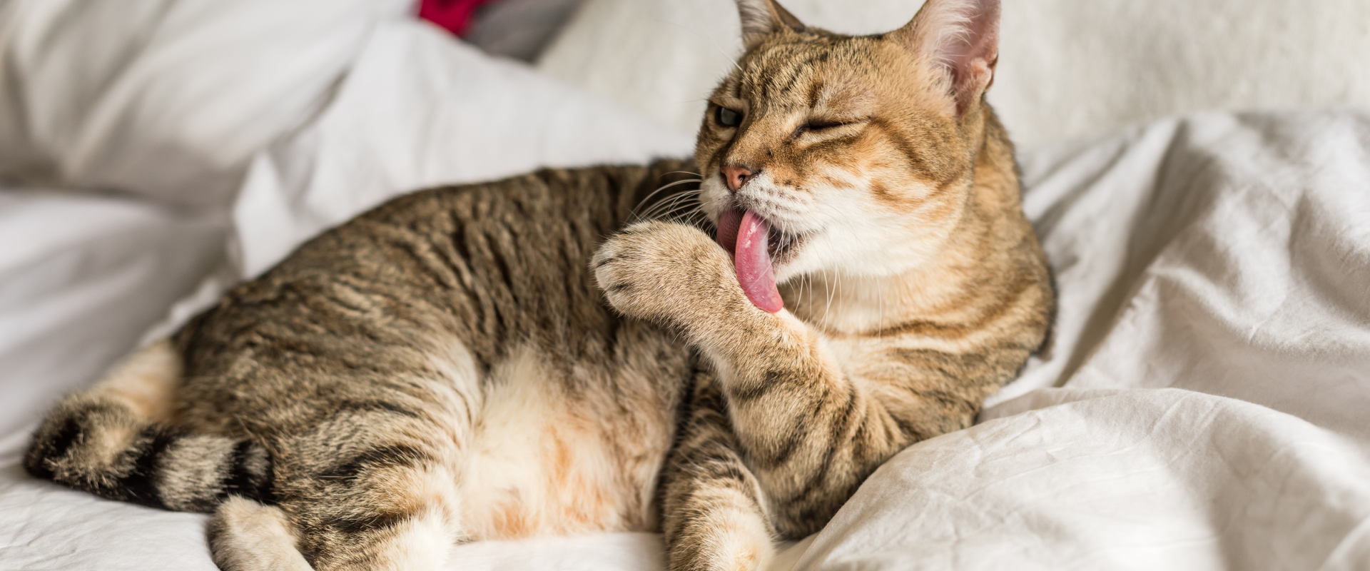 Why is my Cat Overgrooming? | TrustedHousesitters.com