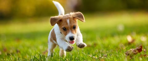 A cute Jack Russell puppy running through grass