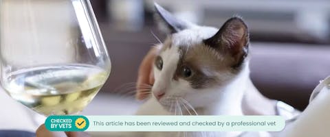 Cat looking at a glass of white wine