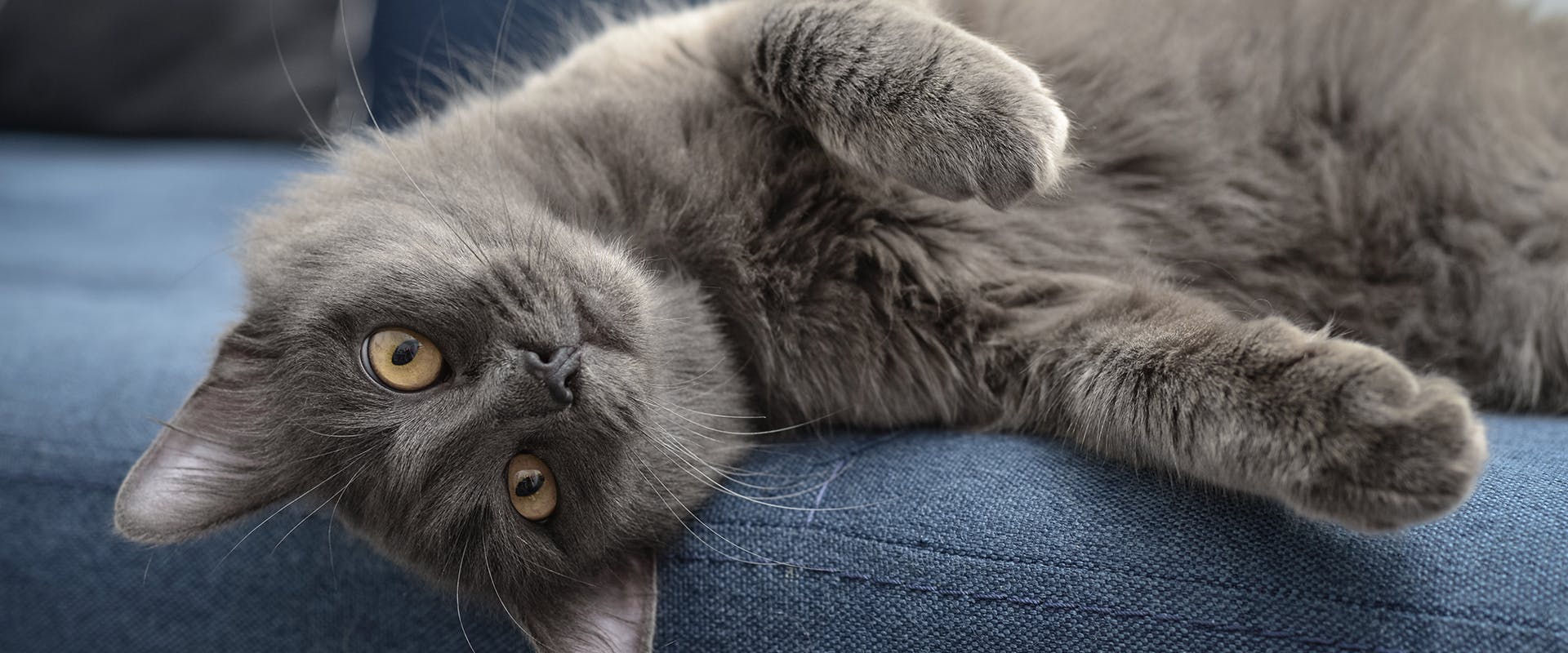 A fluffy grey cat relaxing on a sofa