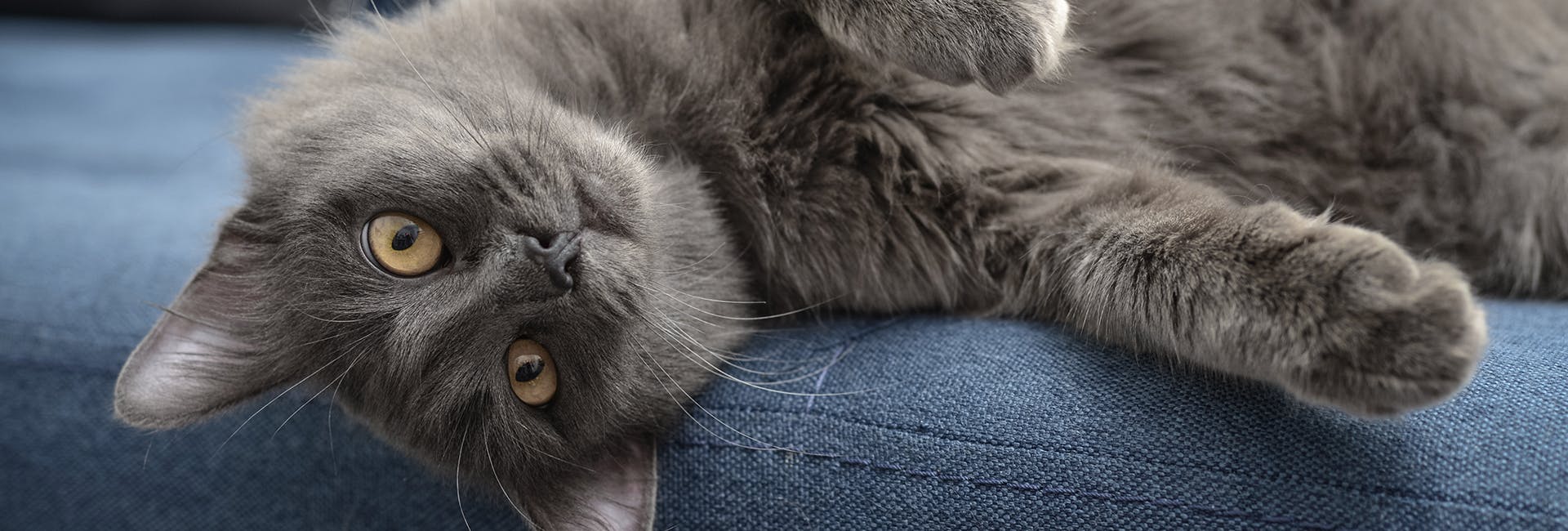 A grey fluffy cat scrawled across a blue sofa