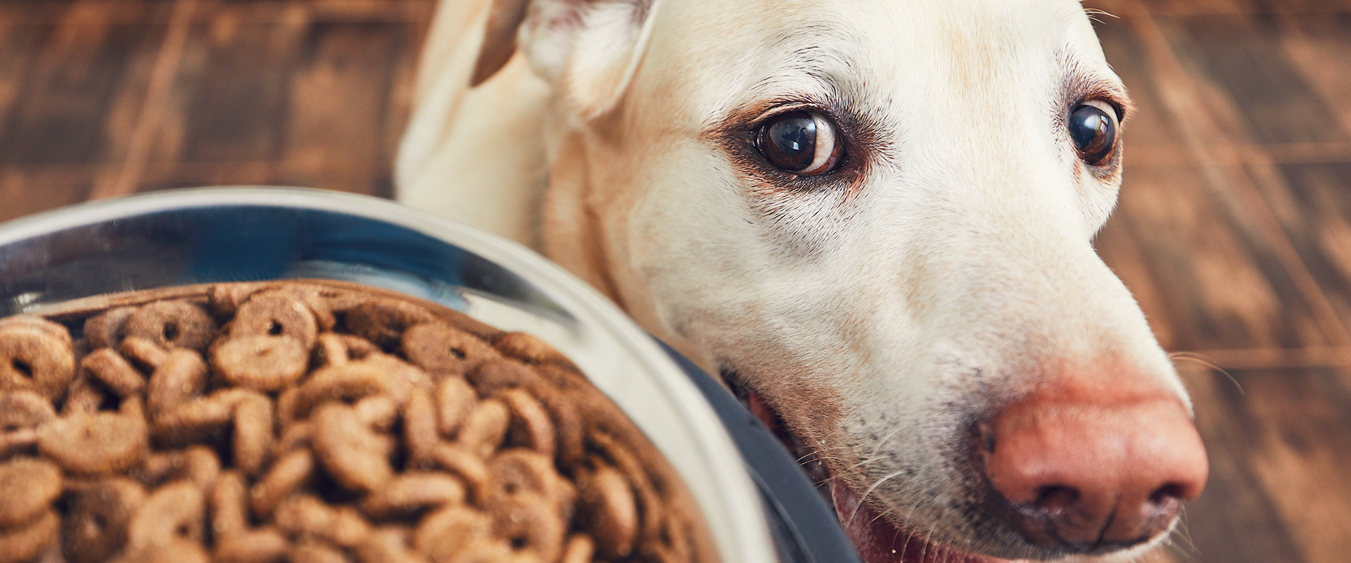 over the counter hypoallergenic dog food