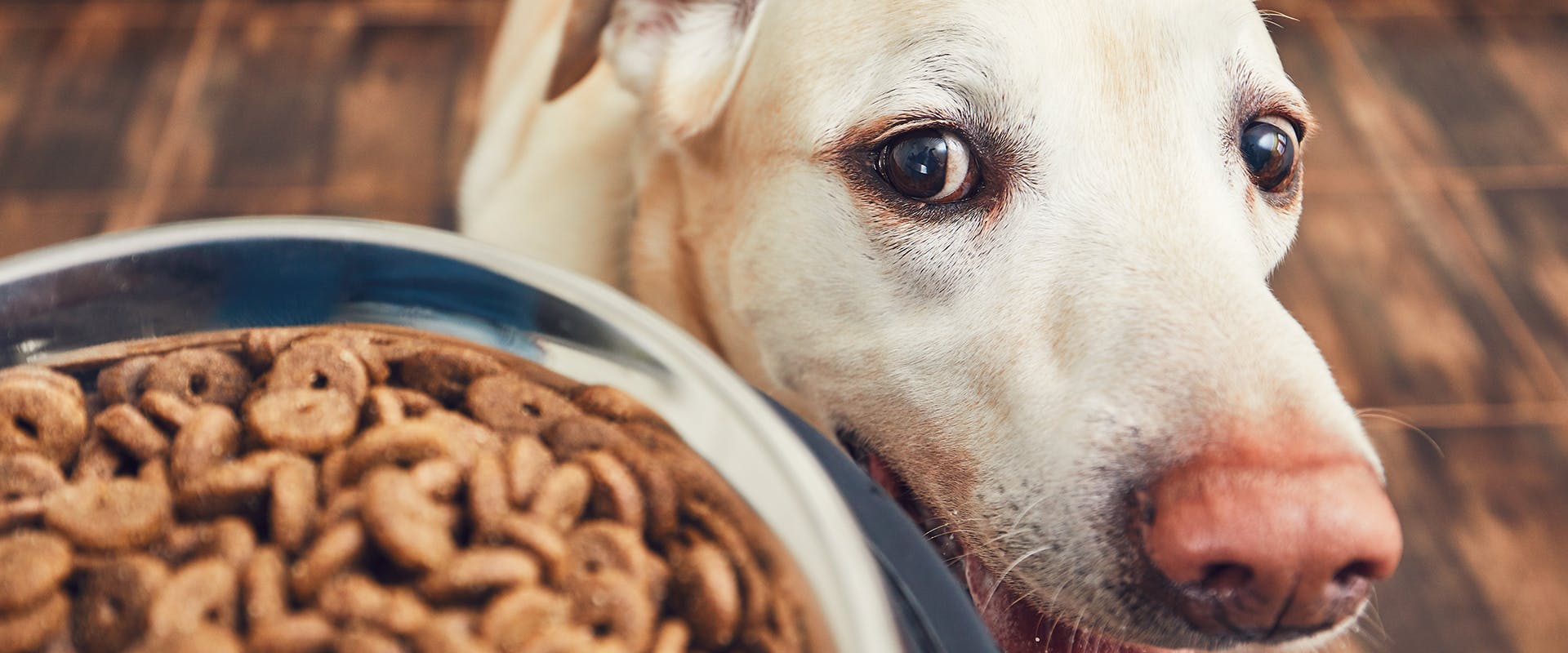 what does hydrolyzed mean in dog food
