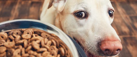 A close up of a dog's face looking over at his food bowl