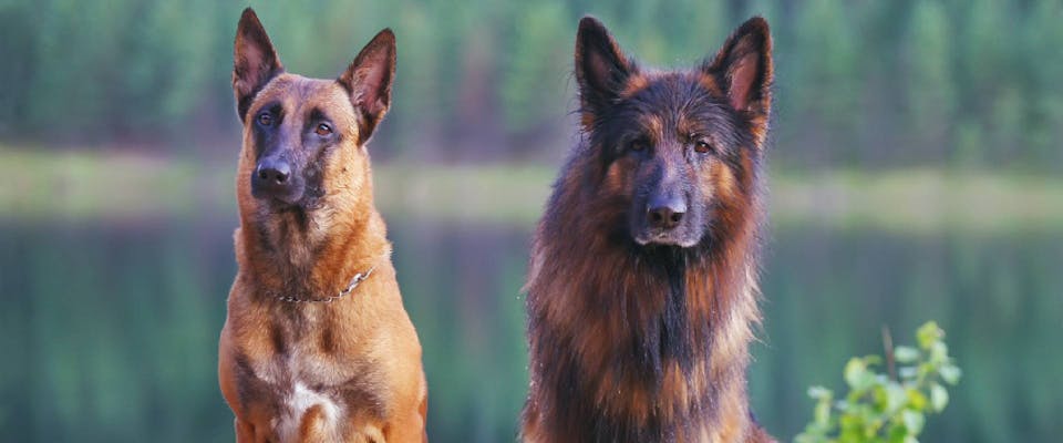 Belgian Malinois vs German Shepherd Belgian Malinois vs German Shepherd