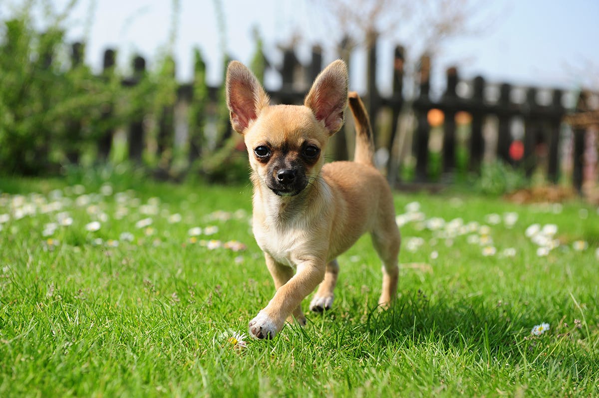 are chihuahuas good family pets