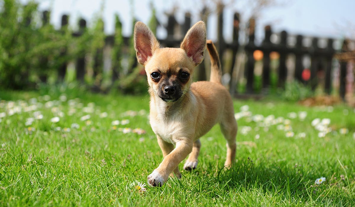 A Chihuahua walking through a green garden