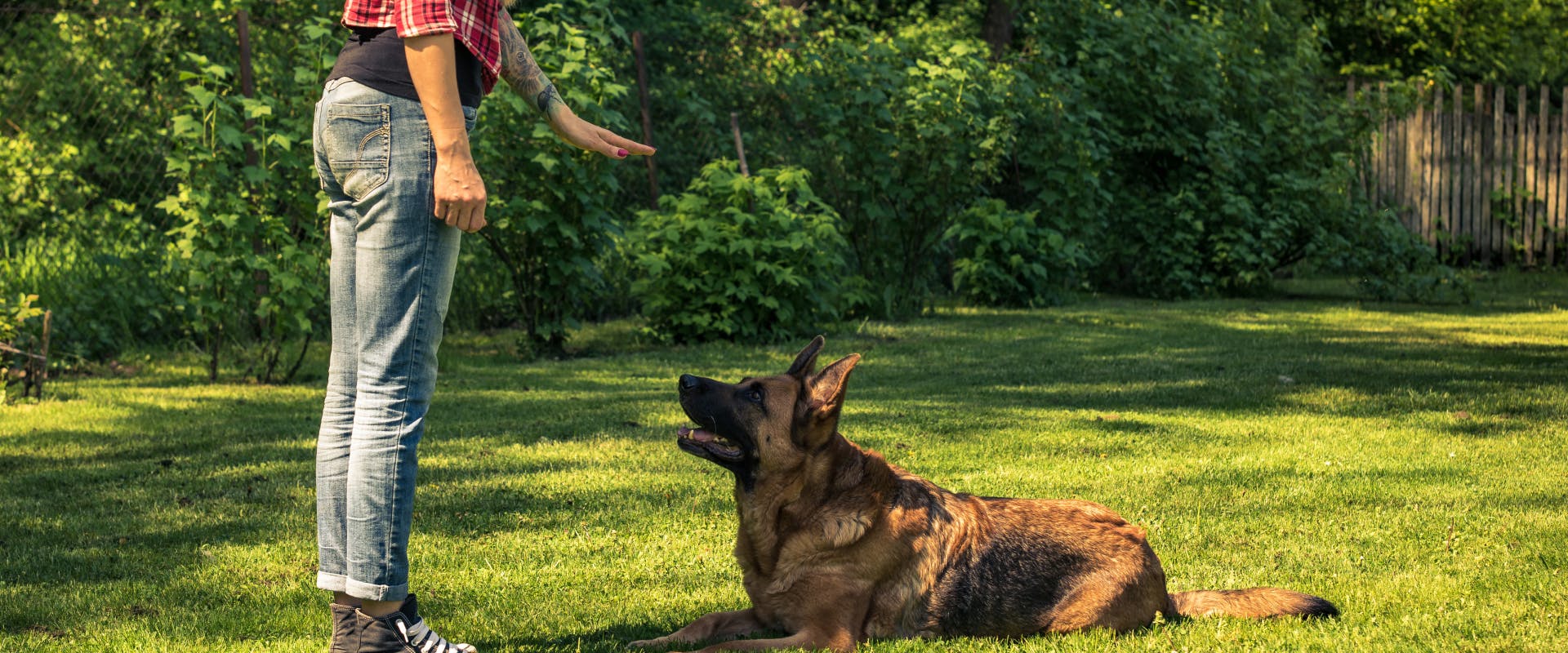 a German shepherd in dog training with their pet parent